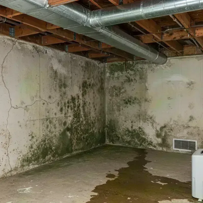 Professional Mold Removal in Naco, AZ